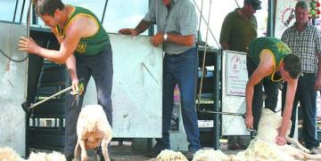 Dunedoo Show