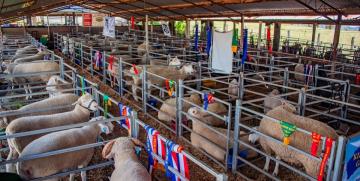 Gulgong Show 2025